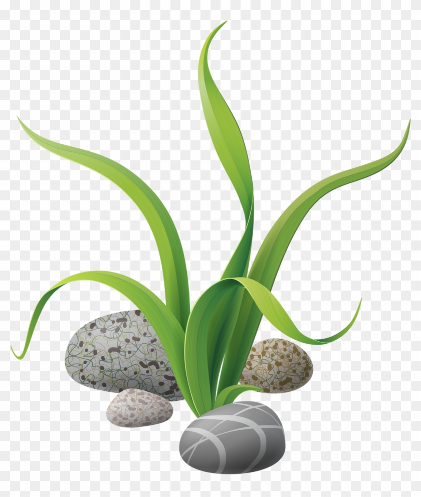 Фотки Cartoon Fish, Ocean Drawing, Sea Plants, Nautical - Transparent Background Seaweed Clipart - Png Download #1758212