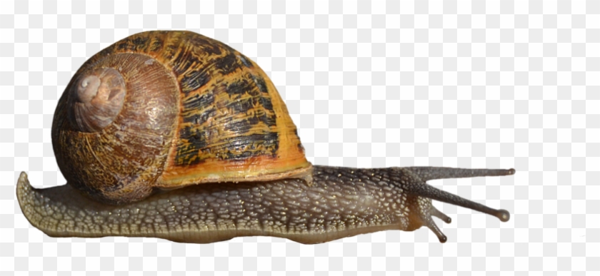 Snails Png Clipart #1759467