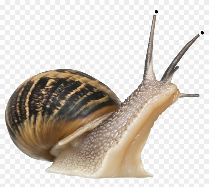 Transparent Snail Clipart