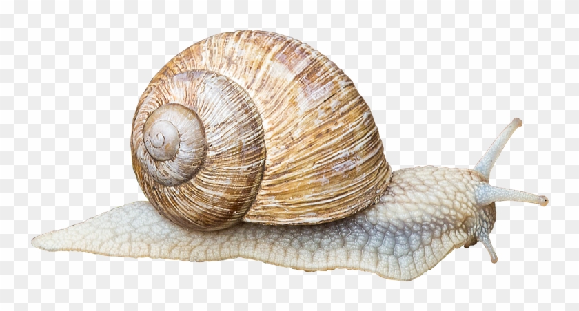 Snail Shell Slowly Crawl Animal Mucus Land Snail - Animals That Crawl Clipart #1759553