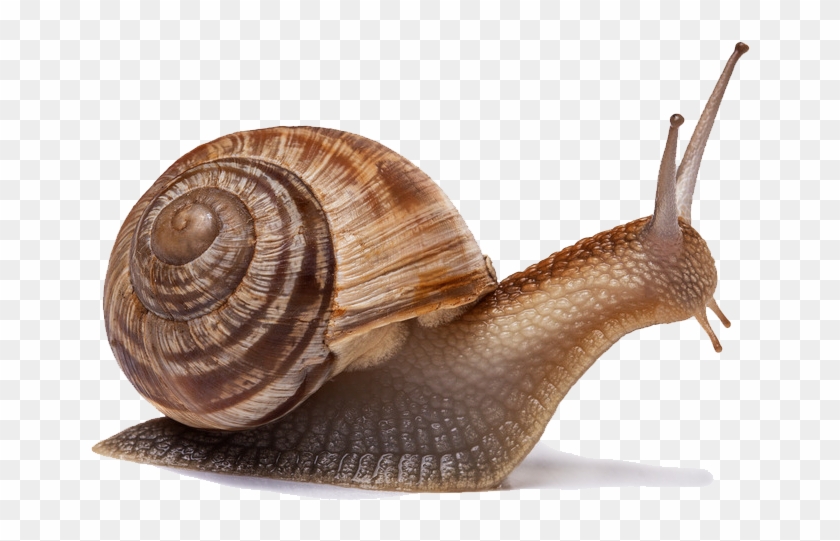Snail Png Image - Snail's Pace Clipart #1759657