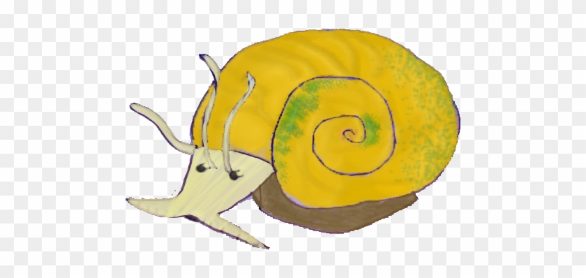 Drawn Snail Freshwater Snail - Freshwater Snail Drawing Clipart