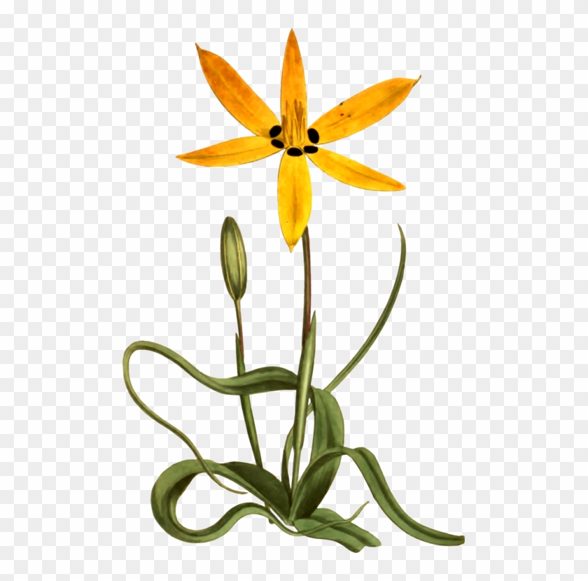 Yellow Flower Botany Common Daisy Drawing - Star Flower Clipart Png Transparent Png