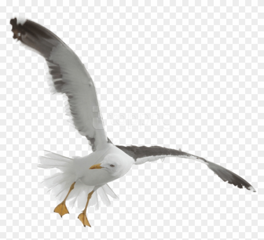 Free Png Download Gull Png Images Background Png Images - Sea Birds Flying Png Clipart