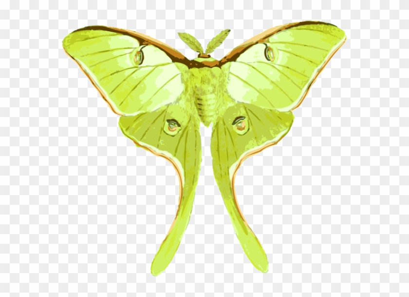 Clipart - Luna Moth On Transparent Background - Png Download