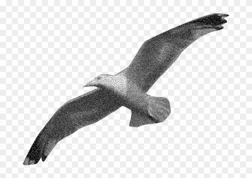 Seagully - Golden Eagle Clipart #1764134