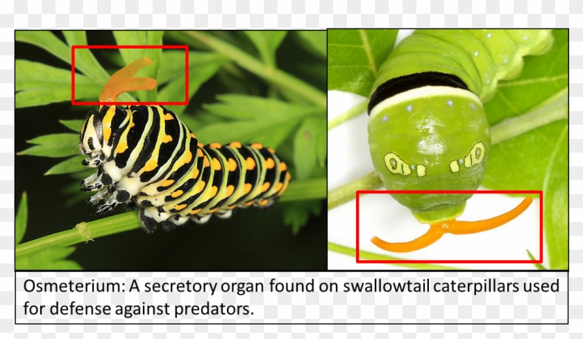 1115 X 600 10 - Caterpillar Smell Clipart #1764140