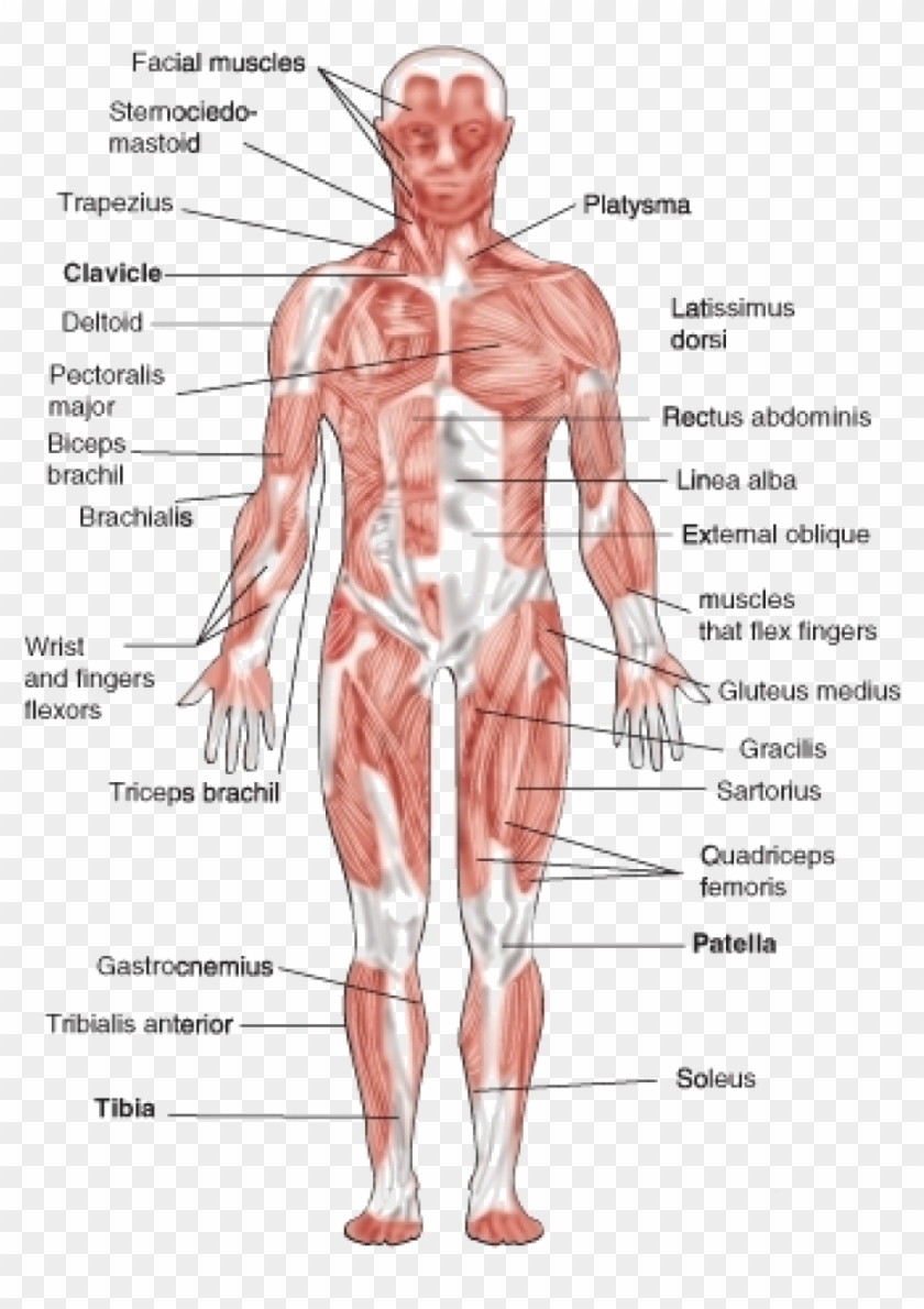 Human Muscular Chart - Muscular System Clipart