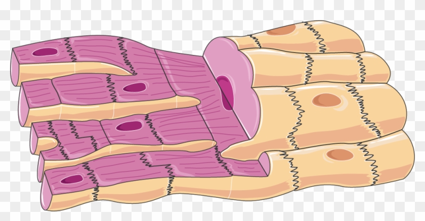 Download The Image - Cardiac Muscle Cell Cartoon Clipart