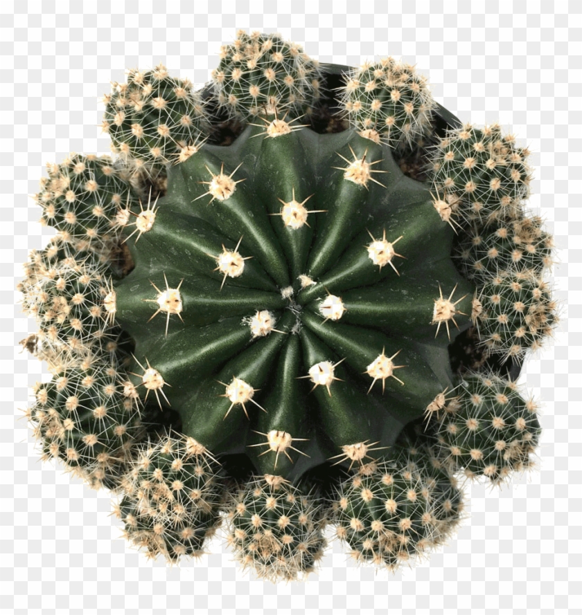 Echinobiva 'rainbow Bursts' - Rainbow Burst Cactus Clipart ...