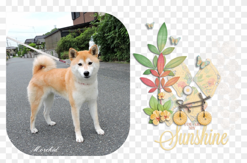 This Girl Called 'ku Chan' Is My Neighbor's Dog - Akita Inu Clipart