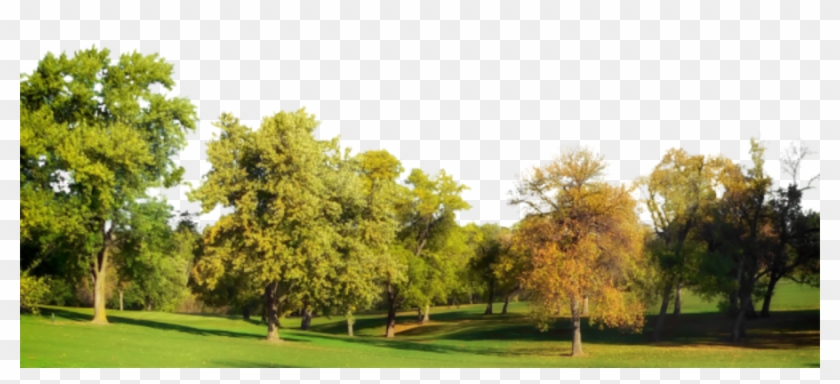 Backdrop Treeline Autumn - Grass Lawn And Trees Clipart #1766672