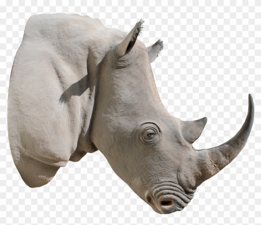 Rhino Head Png Clipart #1766784