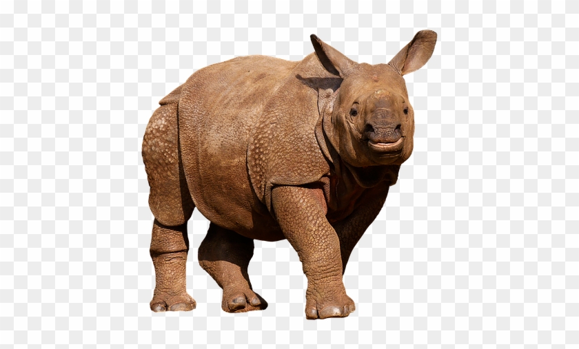 Rhinoceros Clipart #1766842