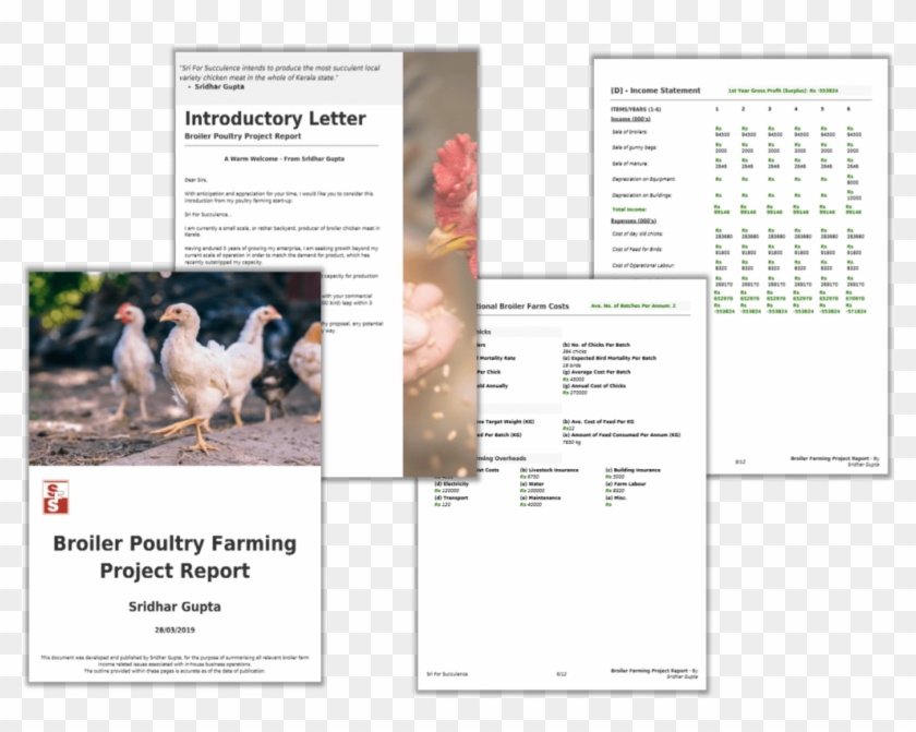 Broiler Farming Project Report Pdf - Chicken Clipart