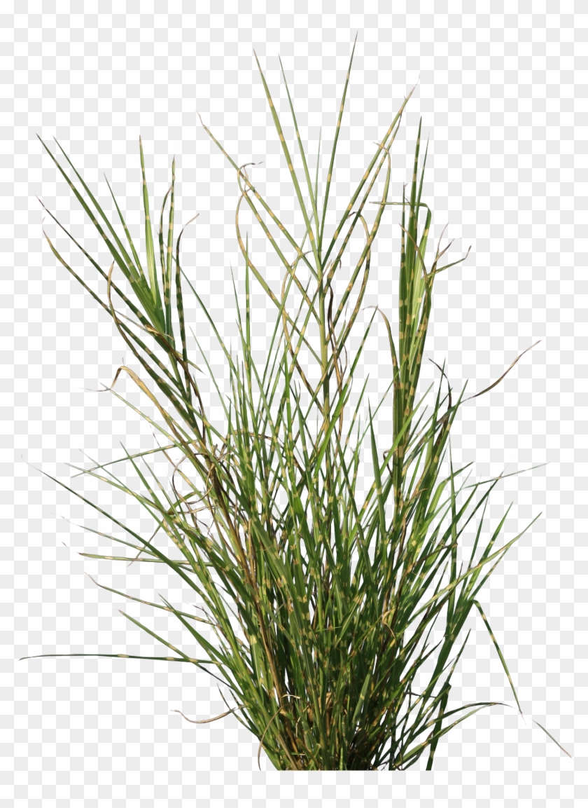 Grass Png Texture - Transparent Grass Texture Png Clipart