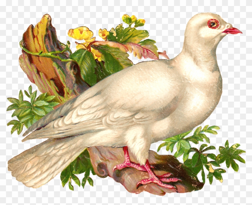 What A Beautiful Pigeon This Is A Stunning Piece Of - Голубь Винтаж Png Clipart