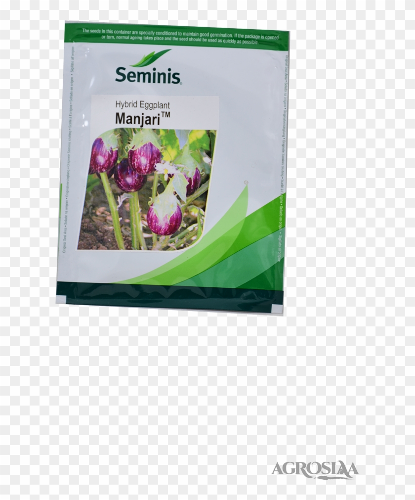 Seminis - Purple Coneflower Clipart #1769217