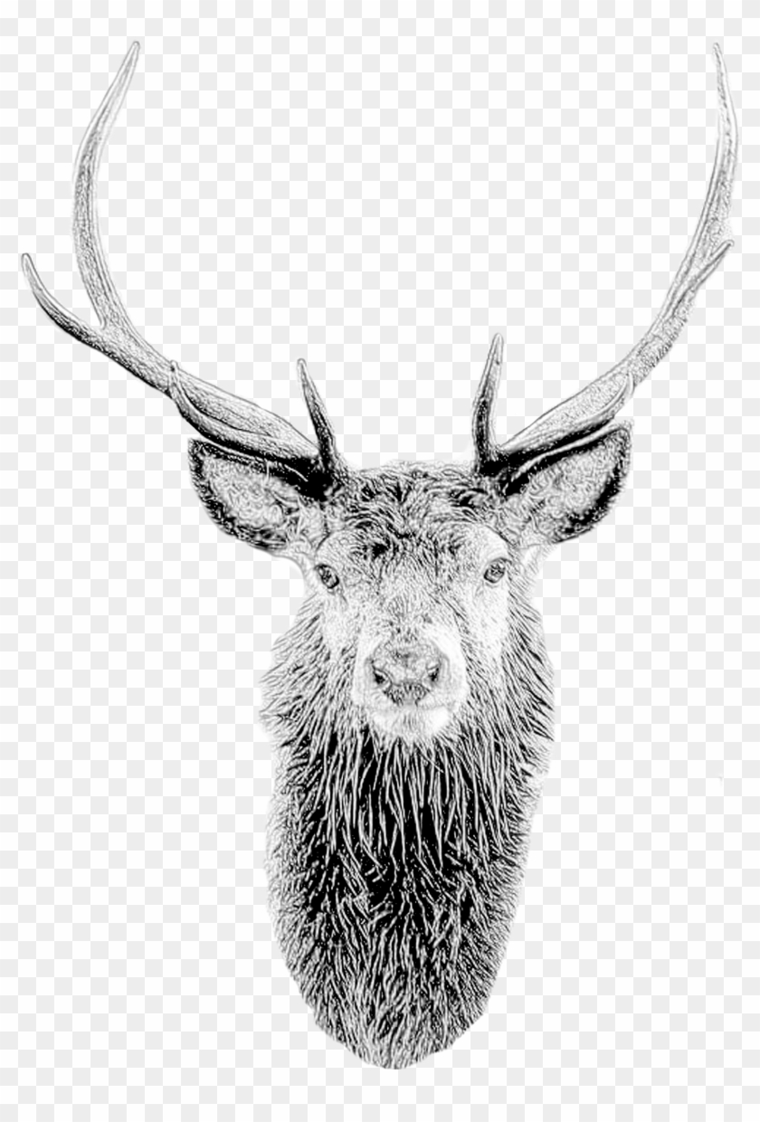 Deer Mask Deer Head Stag Mask Printable Diy Pdf Template - Sketch Clipart #1770212