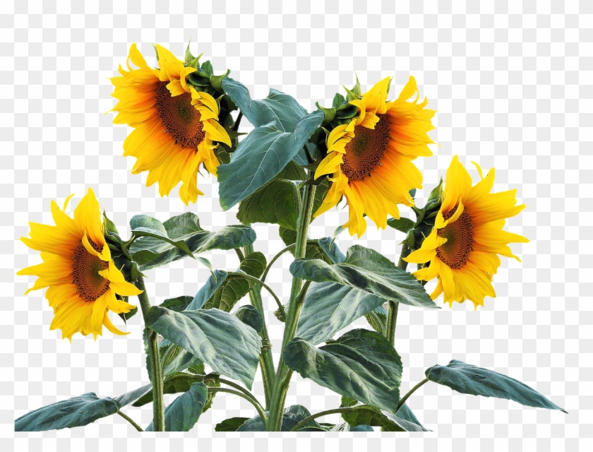1280 X 902 4 - Sunflower Plant Png Clipart #1771357