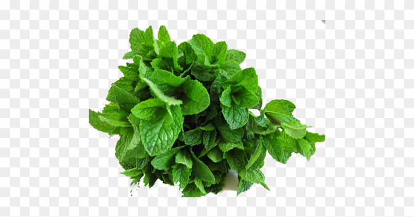 Mint - Flowerpot Clipart