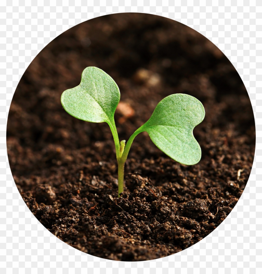 Field-858650 1920 - 植物 の 芽 Clipart