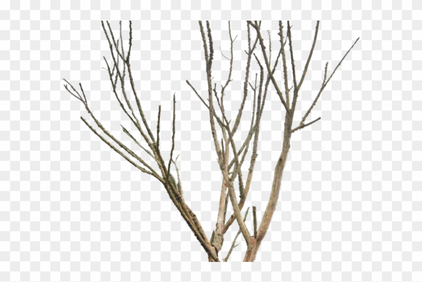 Dead Tree Clipart Desert Png - Png Dry Tree Transparent Png #1775302