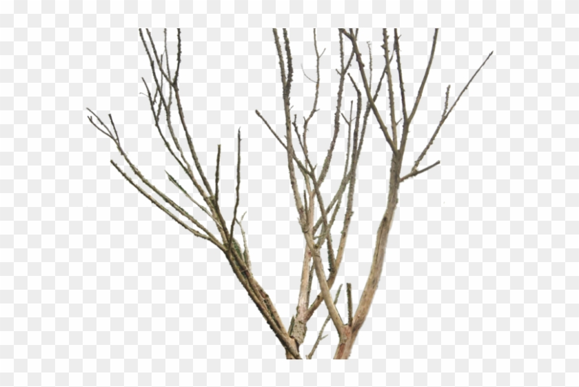 Dead Tree Clipart Desert Png - Png Dry Tree Transparent Png