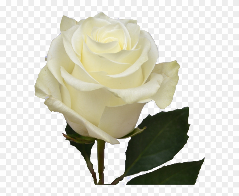 White Roses Clipart #1775586
