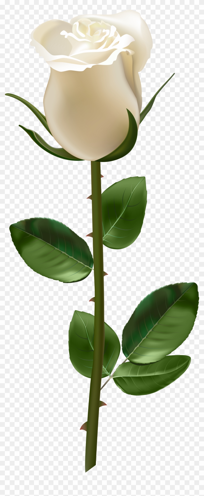 Rose With Stem White Transparent Png Image - Red Rose With Stem Clipart
