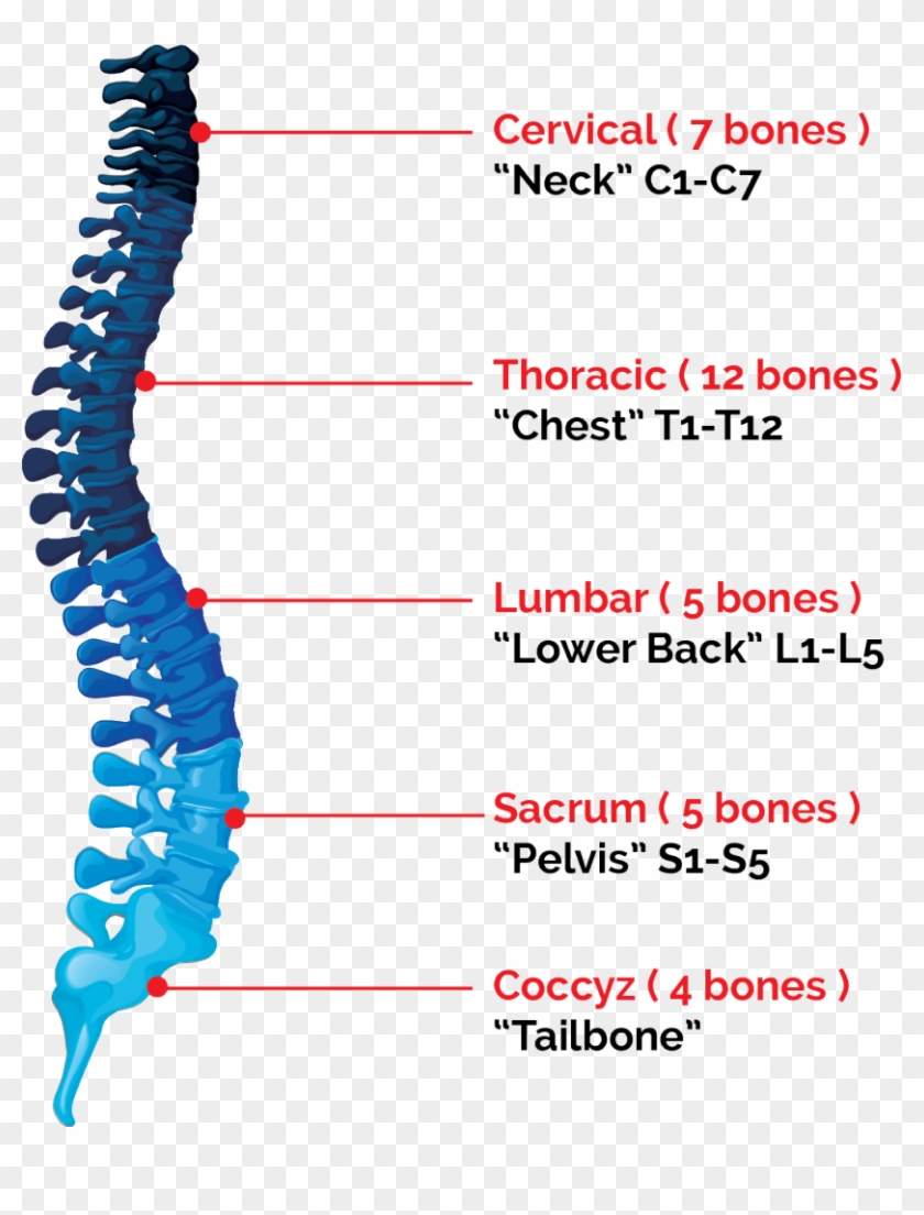 Spinal Cord Png - Spinal Cord Clipart #1776425