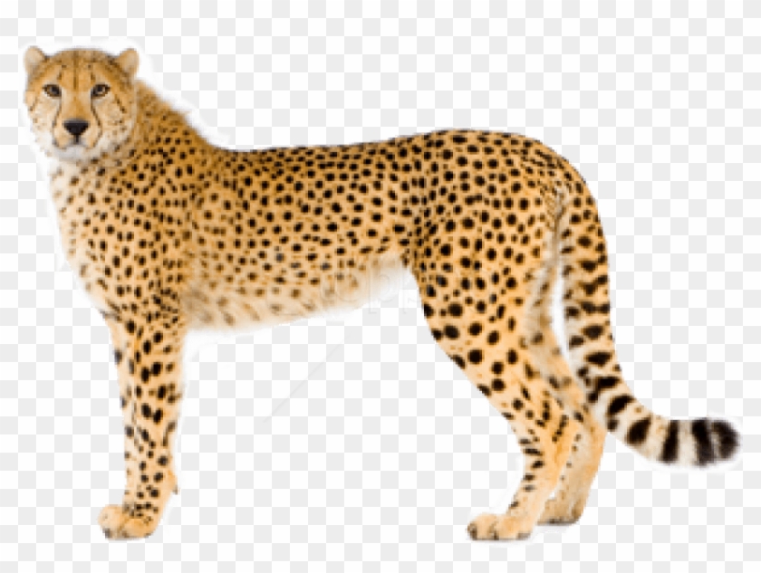 Free Png Cheetah Png Images Transparent - Cheetah Image Hd Png Clipart