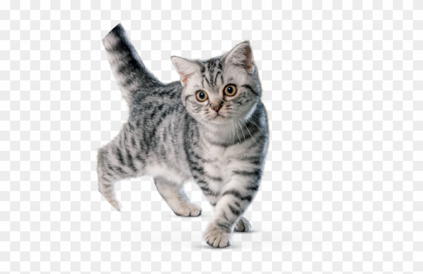 Cat - Dragon Li Clipart #1778447