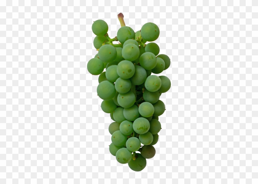 Green Grape - Seedless Fruit Clipart