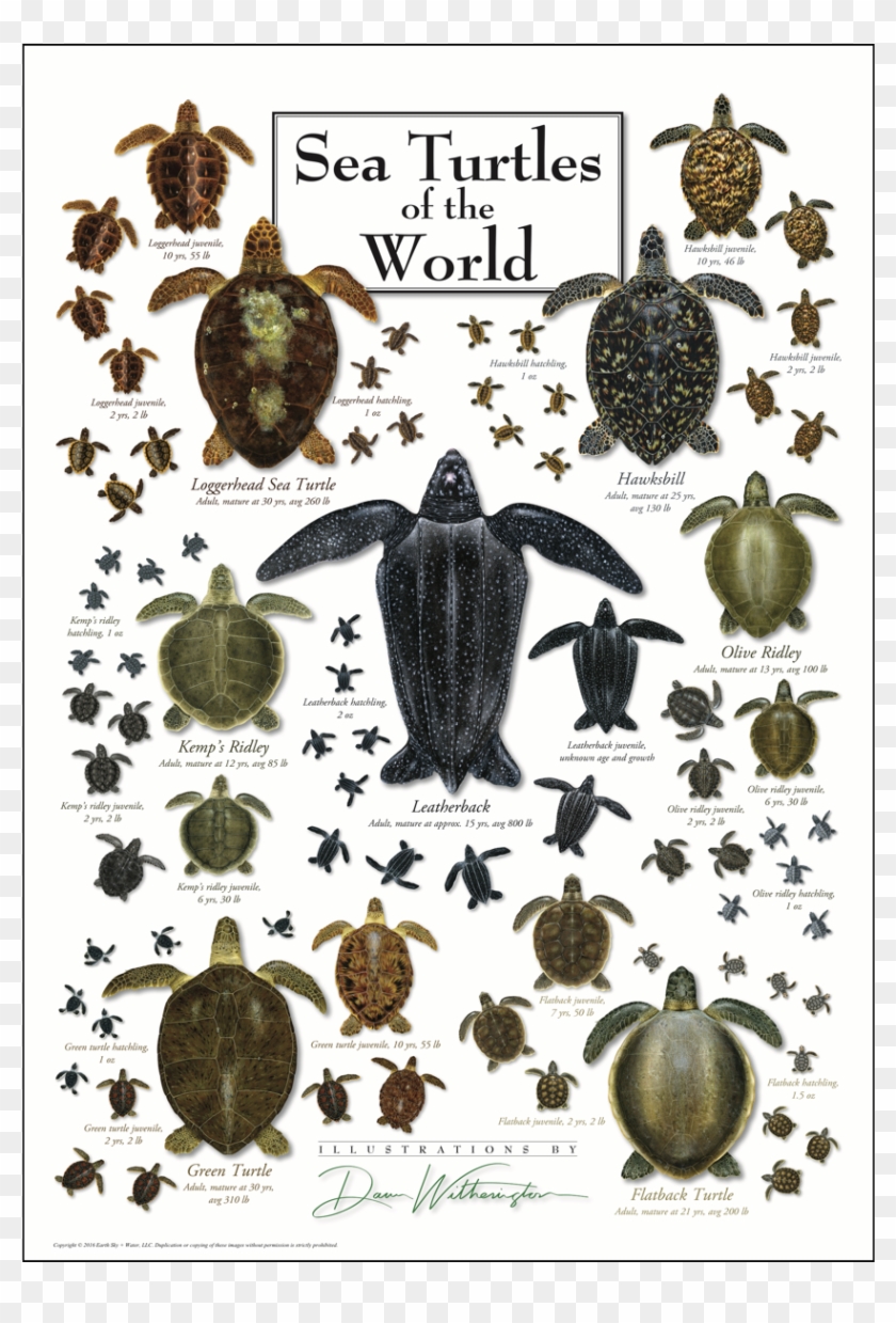 Sea Turtles Of The World Poster - Sea Turtles Species Clipart