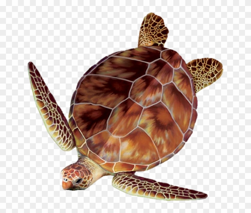 Sea Turtle Clipart Turtle Egg - Sea Turtle Top View - Png Download #1780074