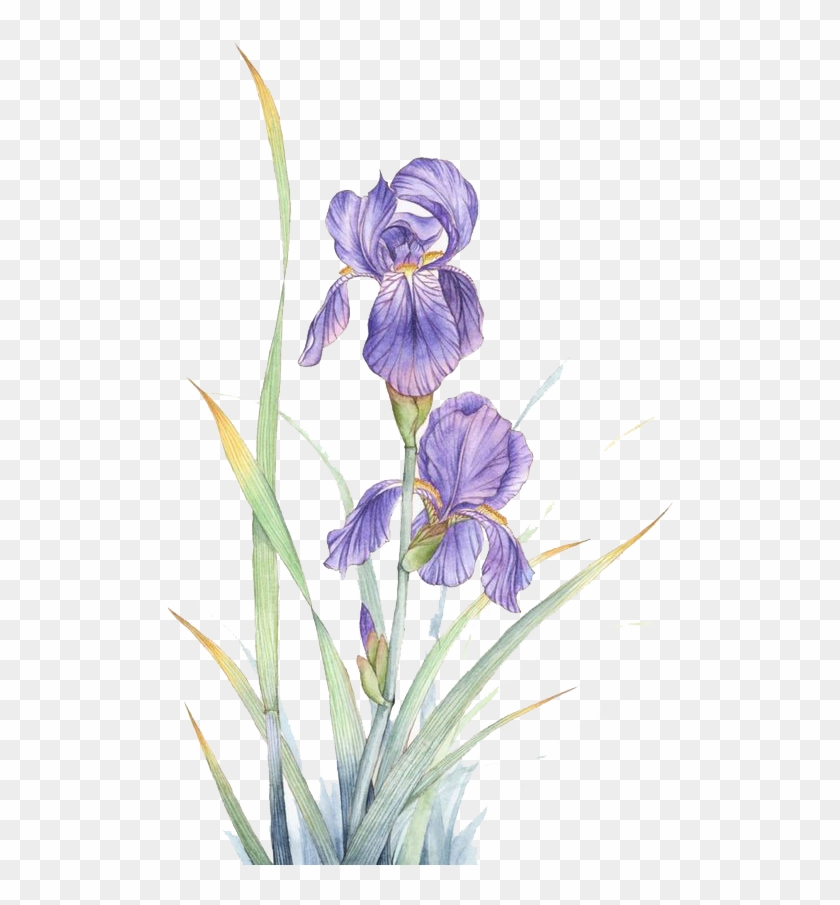 Watercolor Painting Violet Flower - Watercolor Transparent Iris Flower Clipart