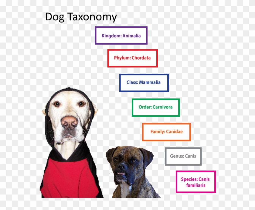 Dog Classification Clipart