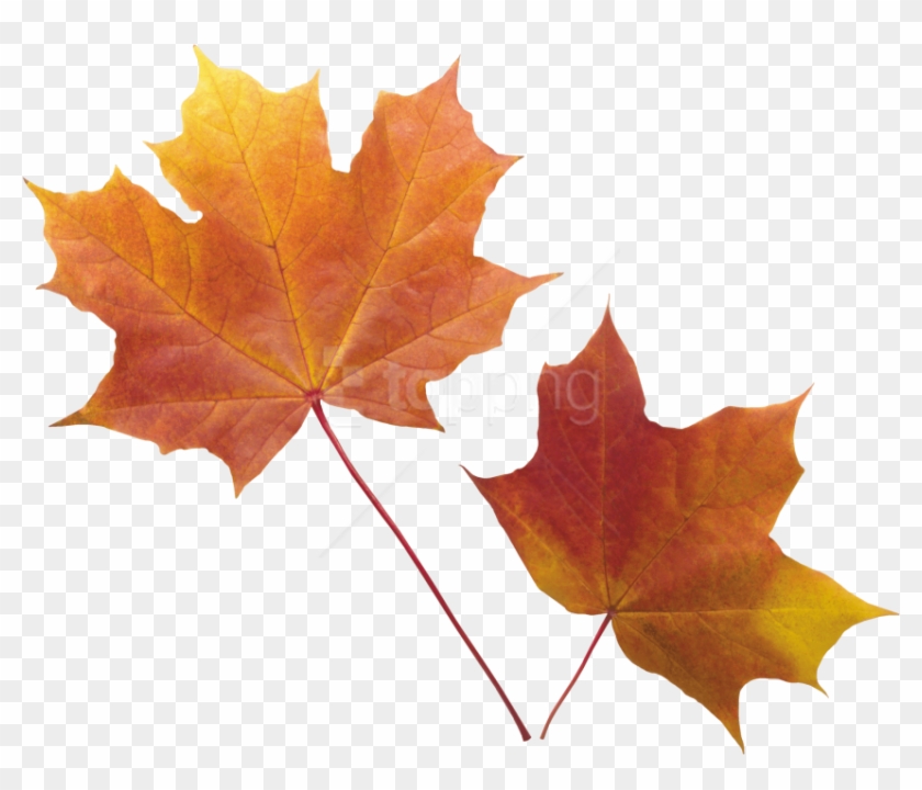 Free Png Autumn Leaf Png Images Transparent - Transparent Background Fall Leaves Png Clipart
