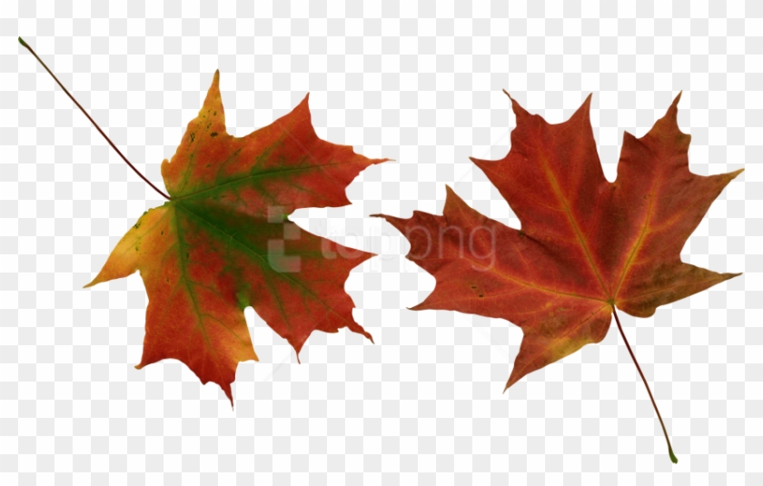 Free Png Autumn Leaves Png Images Transparent - Hojas De Otoño Png Clipart #1781535