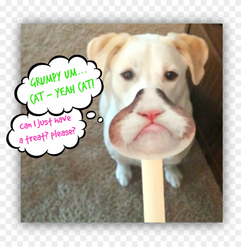 Grumpy Cat Birthday Bird - Dog Catches Something Clipart #1781649