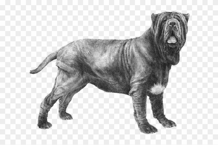 Neapolitan Mastiff Clipart #1781678