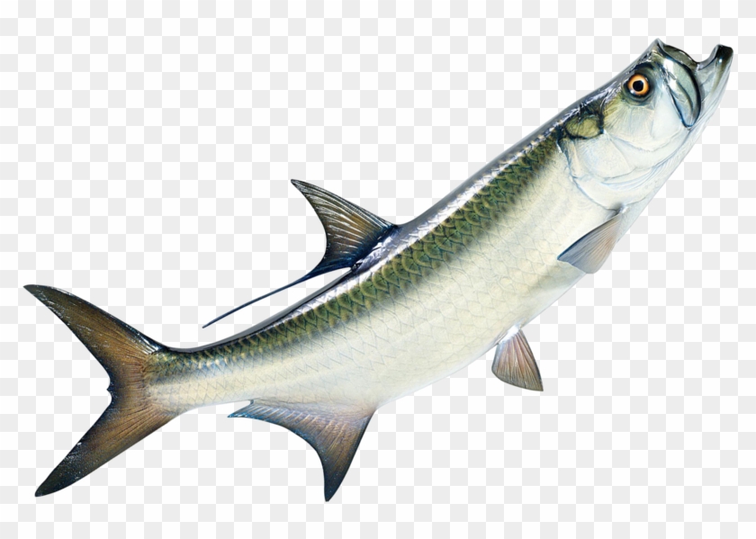 Fish Png - Tarpon Fish Png Clipart