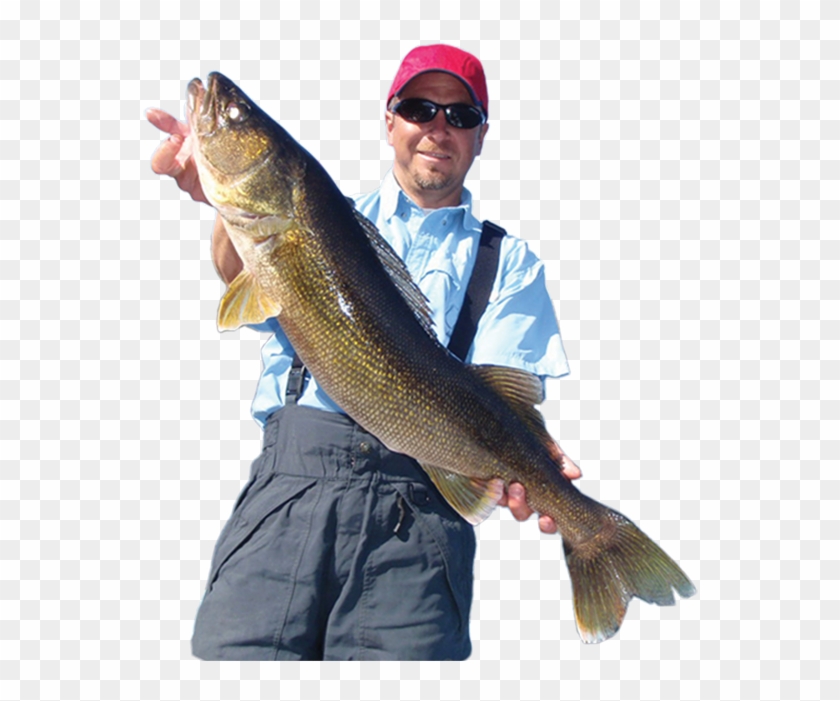 Walleye, Kenora, Lotw - Lunge Clipart