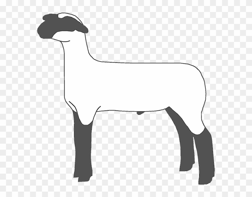 If You Found This Page By Searching For Show Lamb Clip - Show Sheep Png Transparent Png #1783484