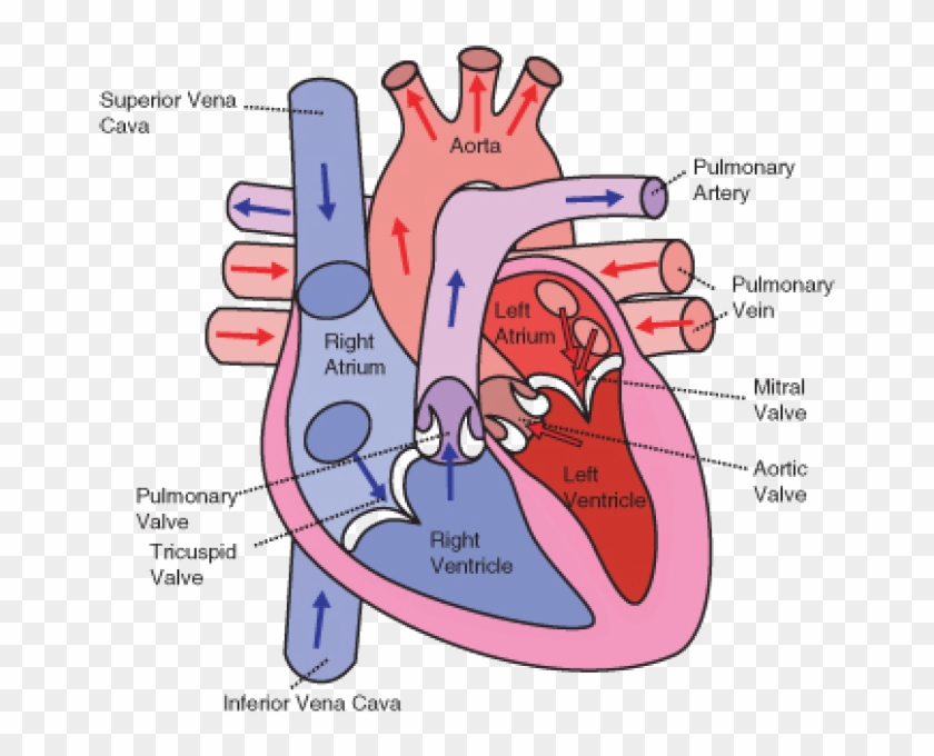 The Direction Of Blood Flow Through The Heart Clipart #1784122