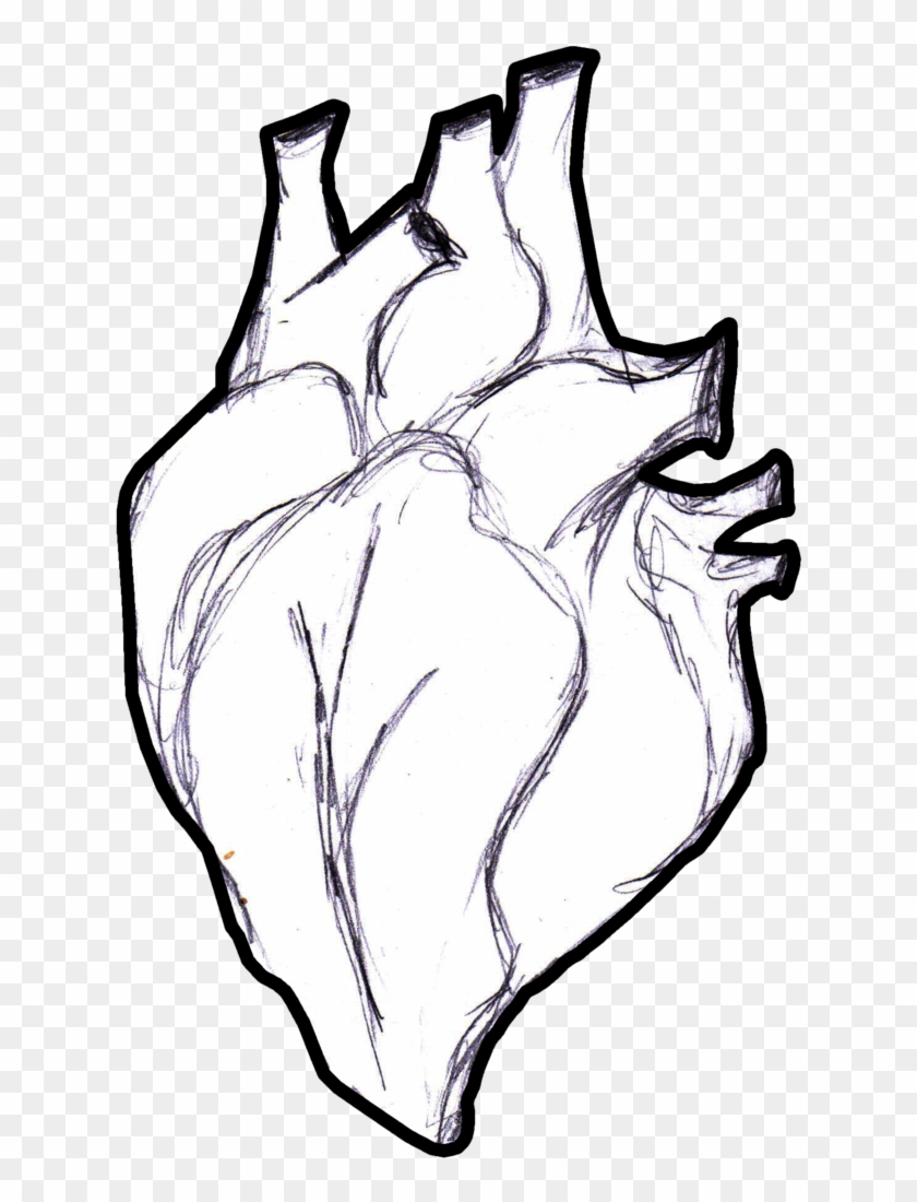 Featured image of post Drawing Images Of Human Heart / Begin by sketching a rounded, lumpy, irregular figure.