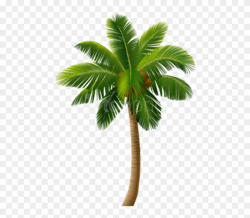 Free Png Palm Tree Png Images Transparent - Vector Palm Tree Png Clipart #1784415