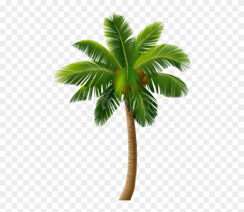 Free Png Palm Tree Png Images Transparent - Vector Palm Tree Png Clipart