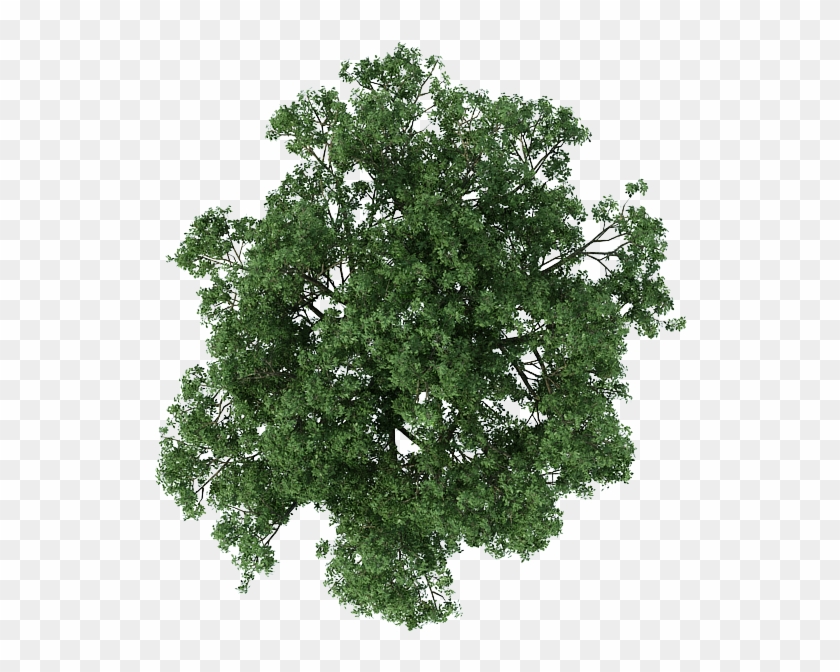 Plan Tree Architecture Texture Mapping Free Frame Clipart - Tree In Plan Png Transparent Png